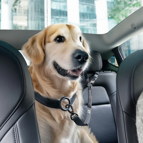 Pet Car Seatbelt